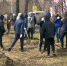 30 берёз высадили на аллее по улице Папанинцев - Первоуральск.Ру